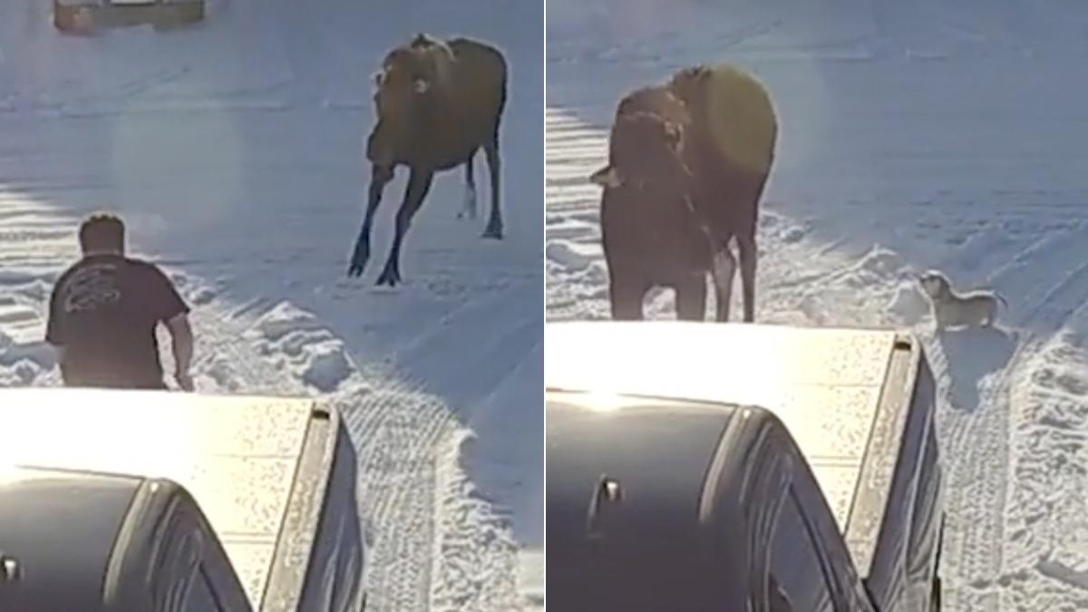 catelus infrunta elan urias apara stapan viral internet