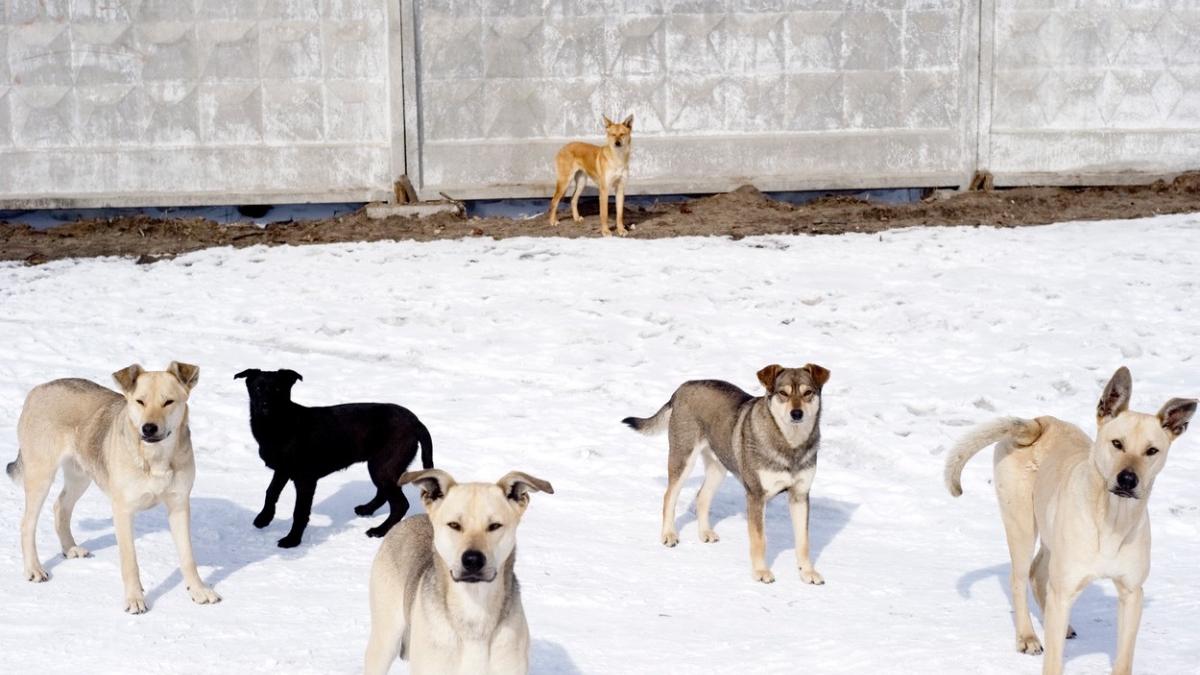 cum ne aparam caini daca suntem atacati dresor daniel manea