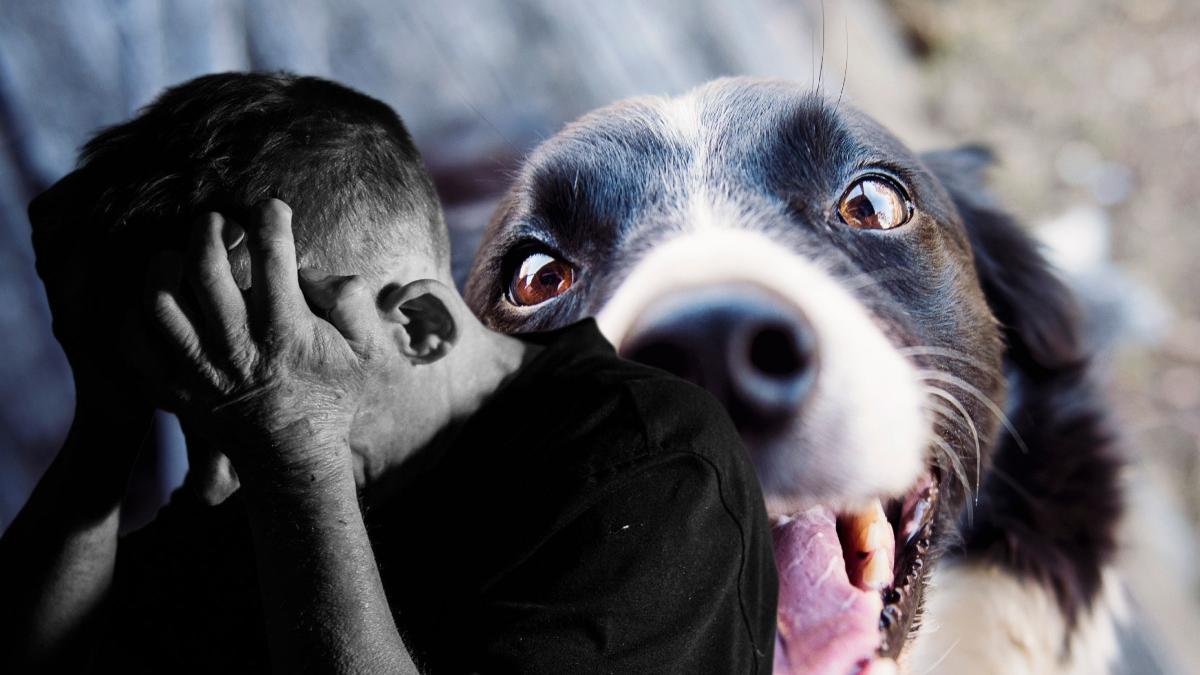 barbat snopit bataie bloc caine judecata magistrati raspuns alba