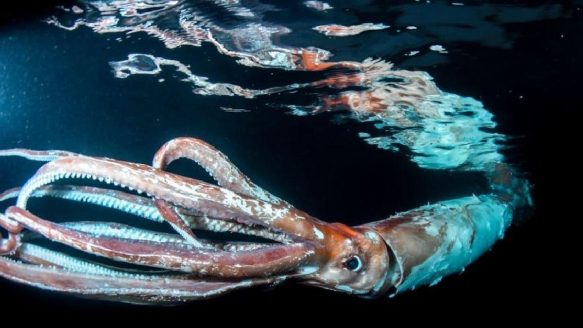 scafandru japonia monstru marin urias