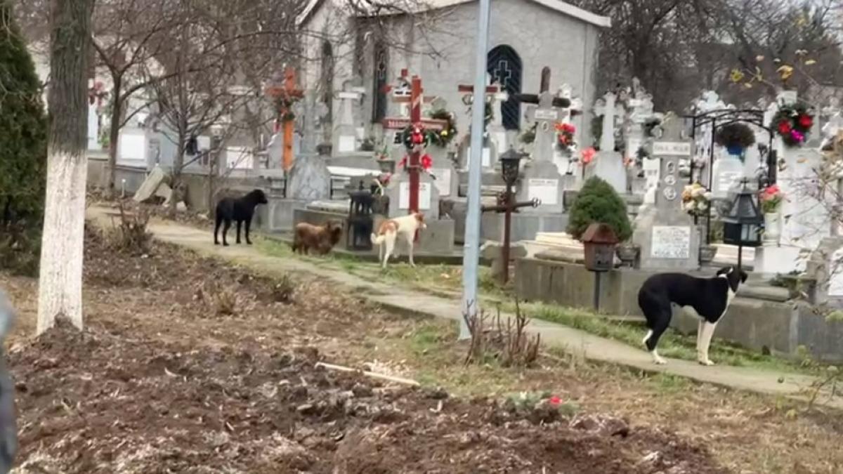 aspa raspuns dupa 9 ore solicitare politie sector 6 capela ana oros daraban