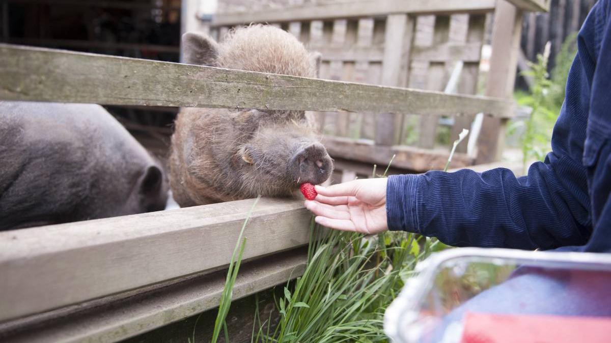 lege numar animale porci in curte gospodarie ansvsa