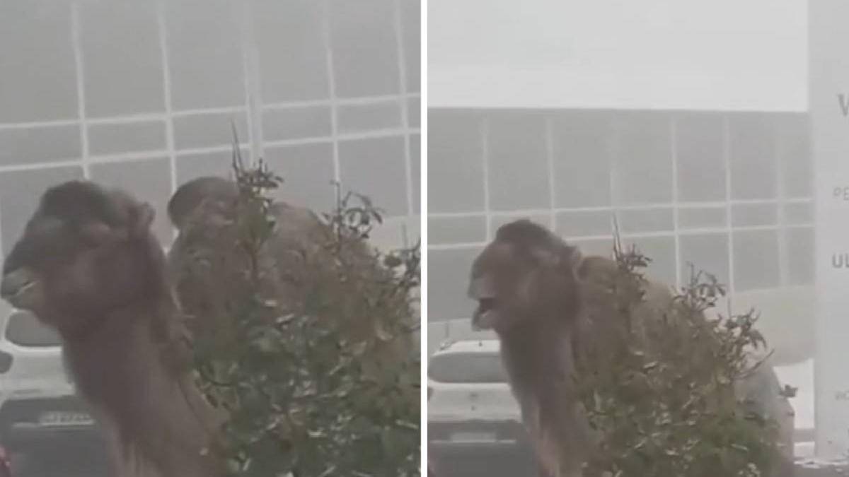 camila pranz curte hotel cluj zapada napoca imagini virale