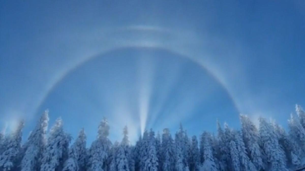 fenomen rar poiana brasov cainii soarelui