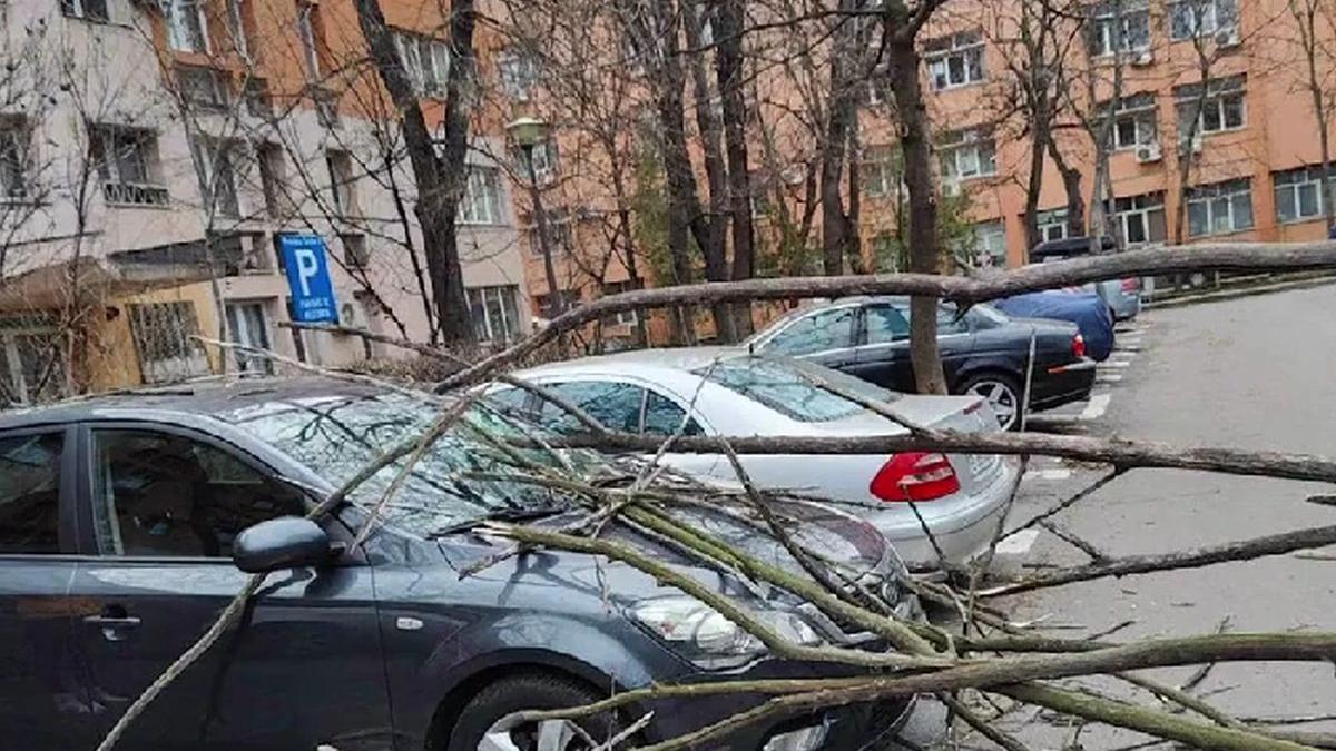 asigurari casco dublat pretul proprietar masini distruse de copac cazut