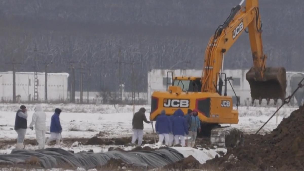 gripa aviara romania 200 000 curcani omorati cateva zile