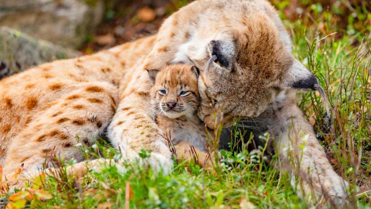 femela ras hraneste pui romania muntii apuseni