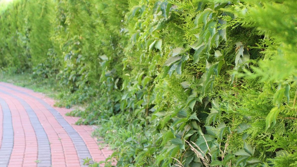 la ce distanta proprietate vecini poti planta copac gard viu hotar