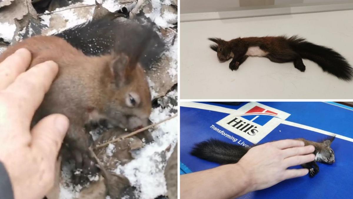 veverita medias operatie veterinar