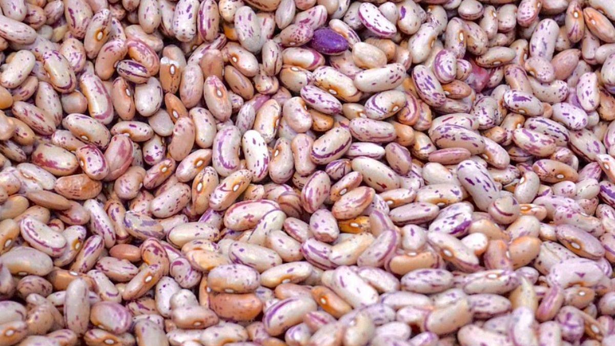 jaf foamei cantina sociala tecuci fasole