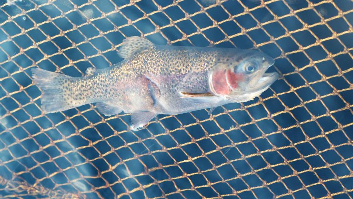 focar septicemie hemoragica virala pastravarie laita cartisoara sibiu