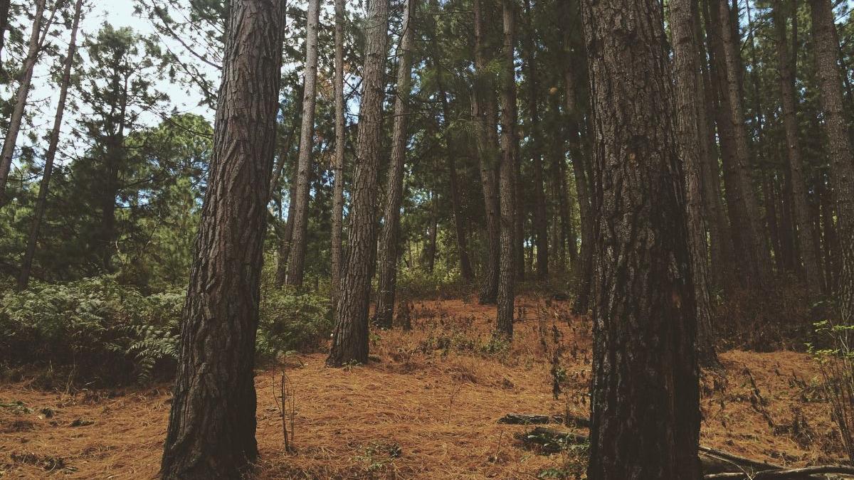 animal periculos traieste romania