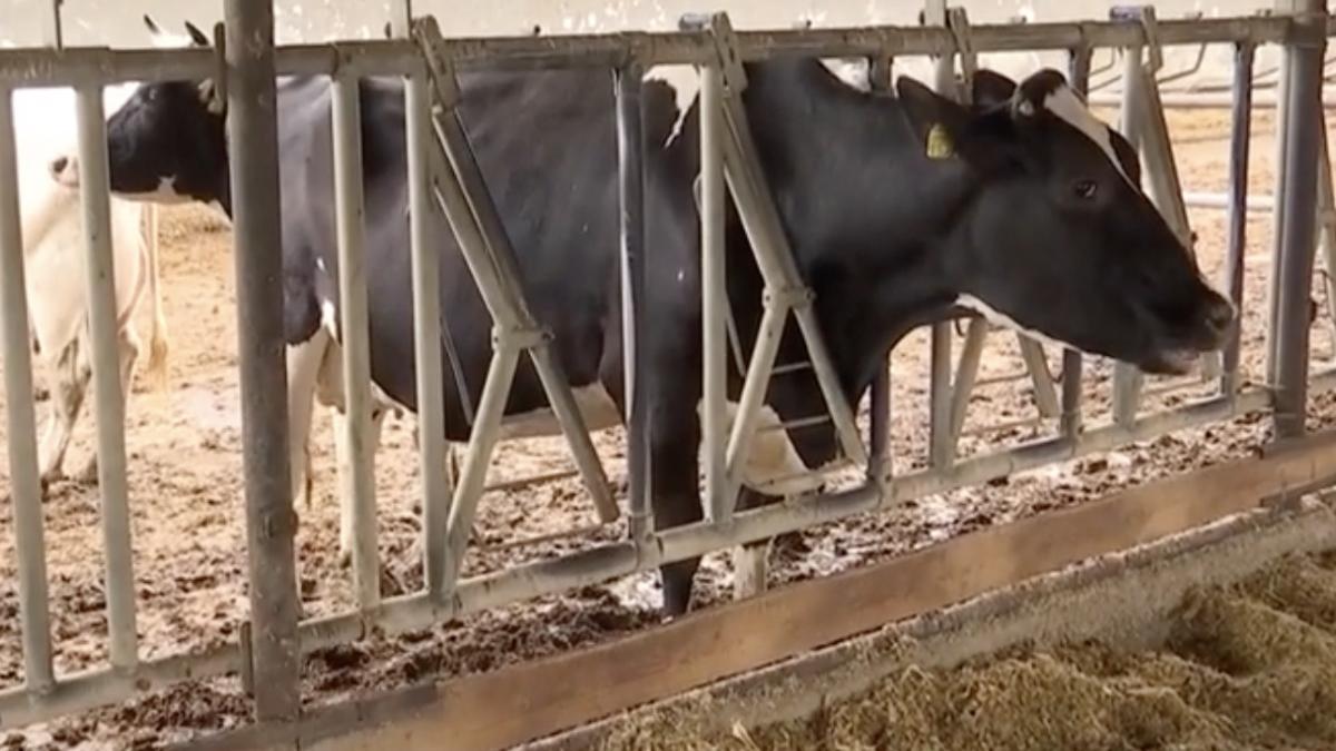 crescatori animale fermieri petre daea