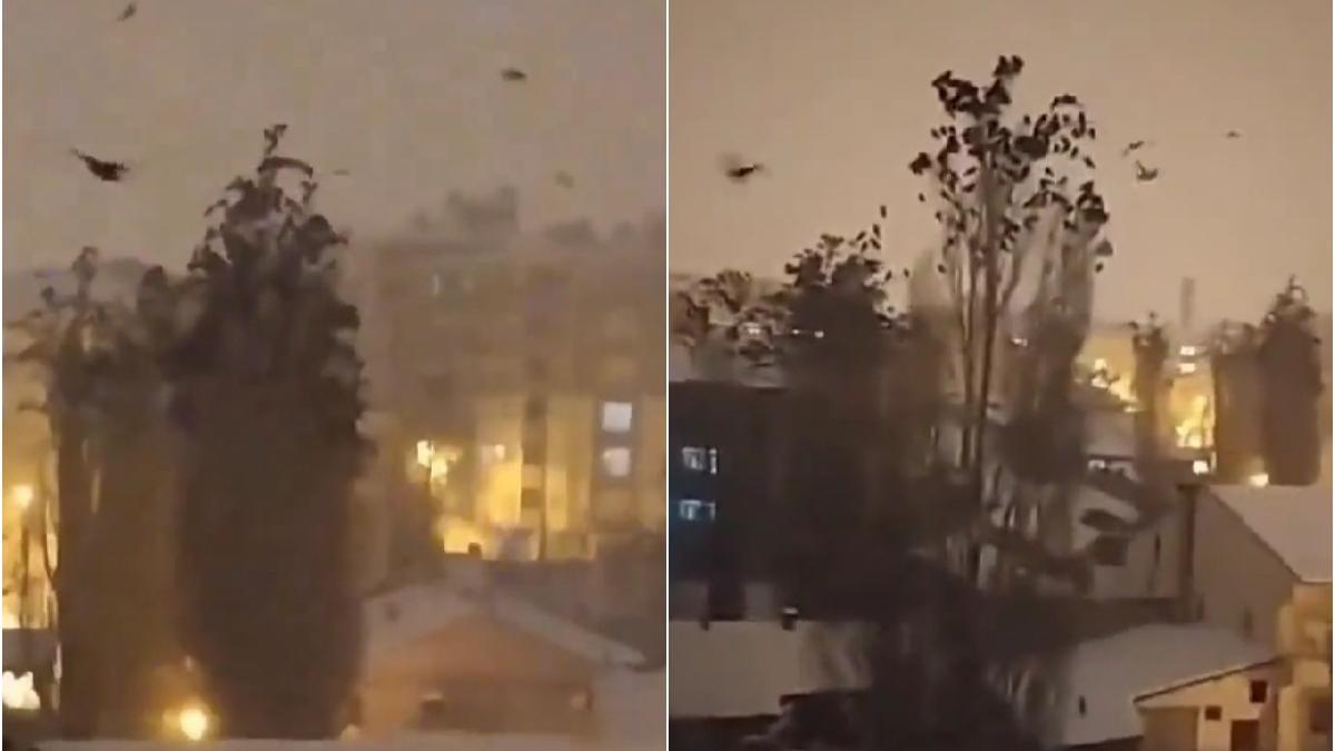 cutremurul din turcia a fost prevestit pasari