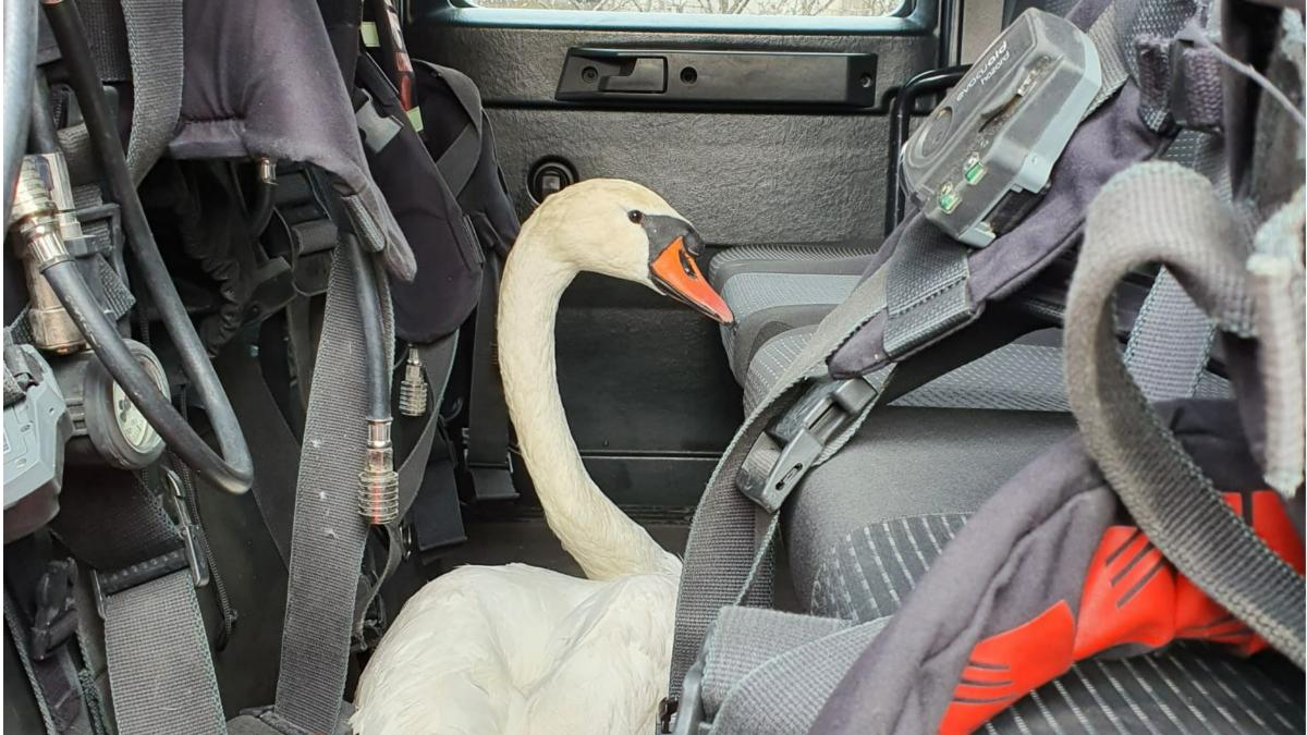 isu constanta lebada salvata