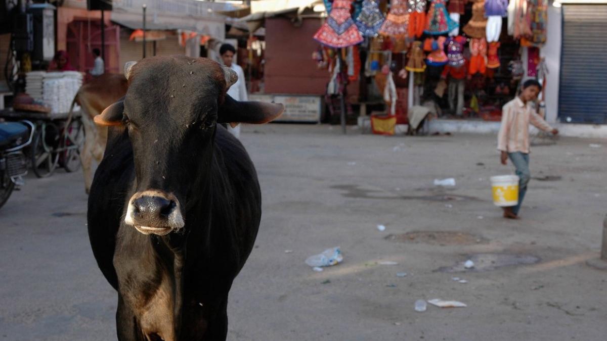 india indeamna cetateni sa imbratiseze o vaca ziua indragostitilor