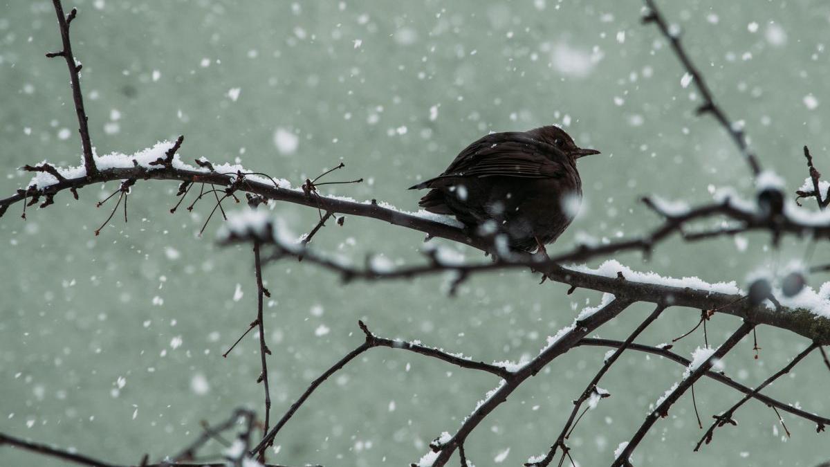 diferente temperatura 40 grade romania prognoza meteo