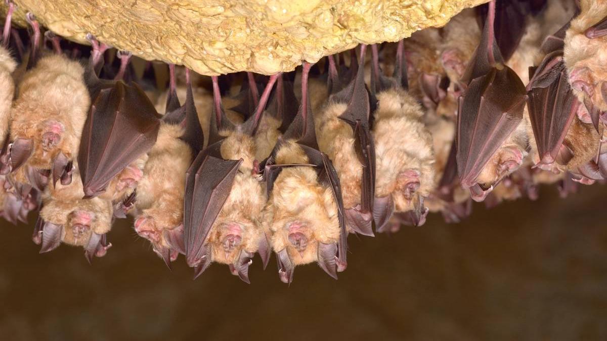 colonie 100 lilieci distrusa actiune toaletare copaci sibiu