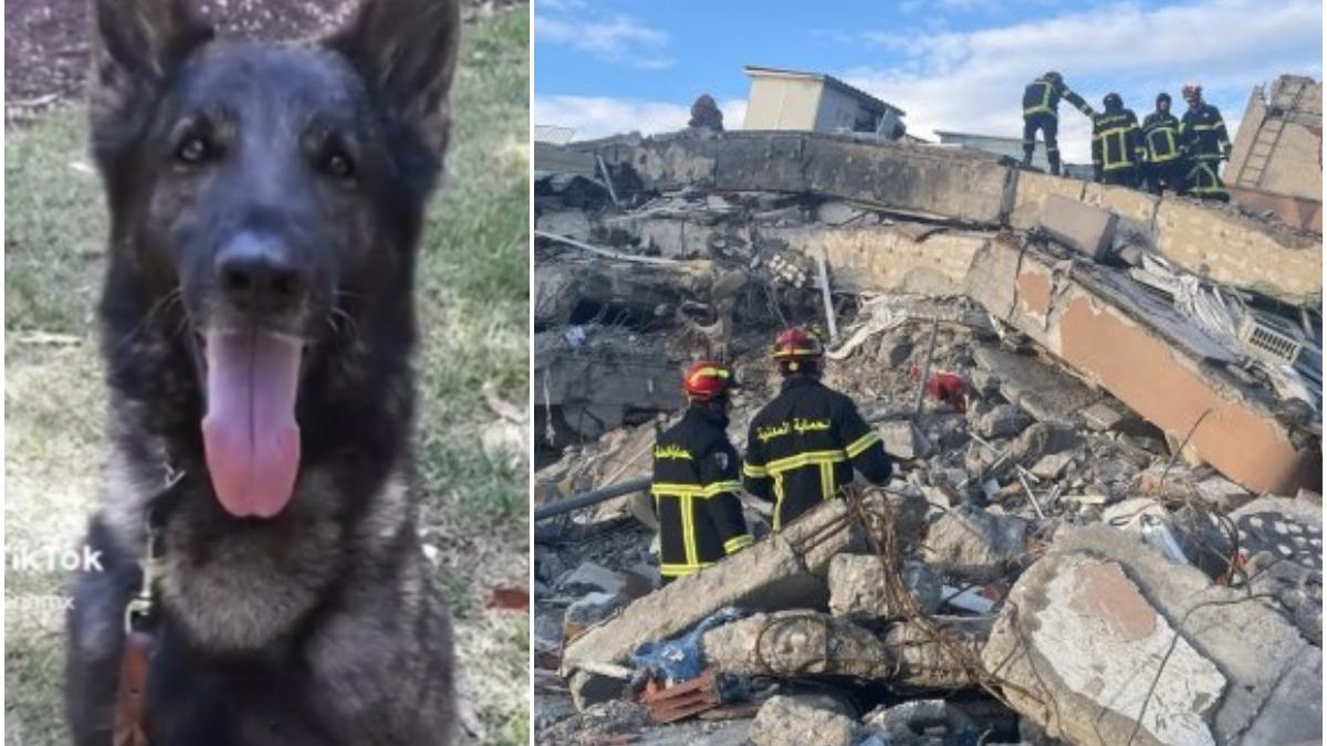 lacrimi pentru proteo cainele erou care a murit intr o operatiune de salvare din turcia