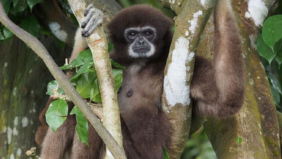 mister pui gibon nascut femela traia singura cusca rezolvat doi ani