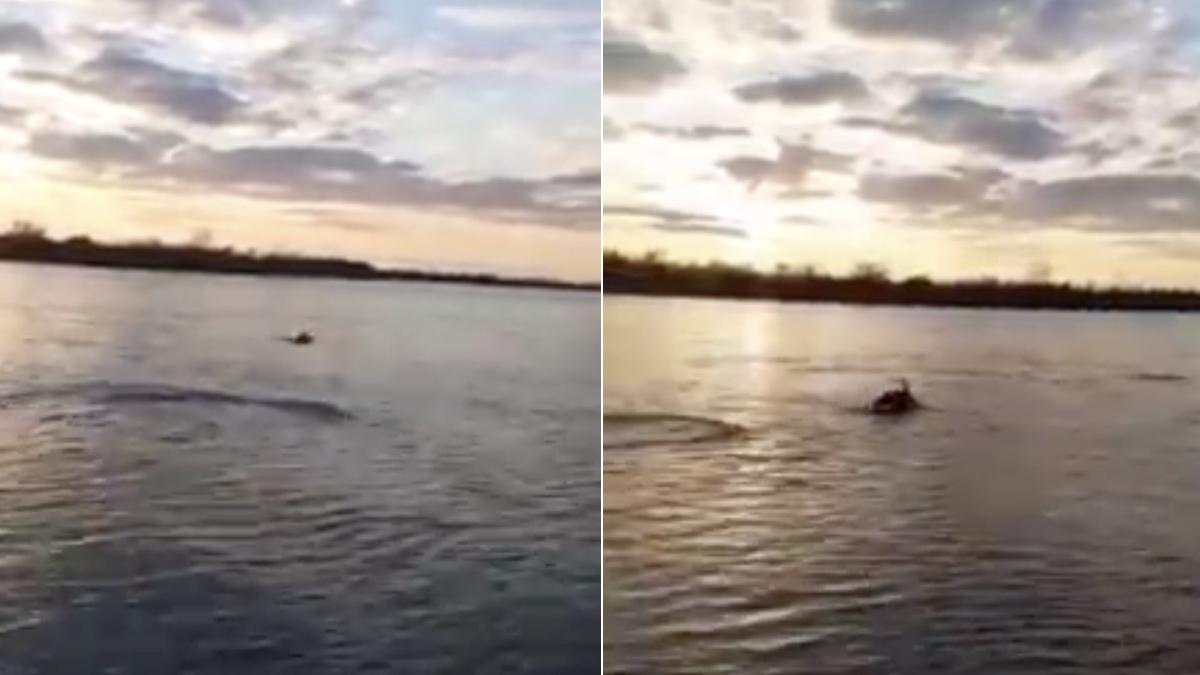 delfini jucausi salturi dunare filmare virala