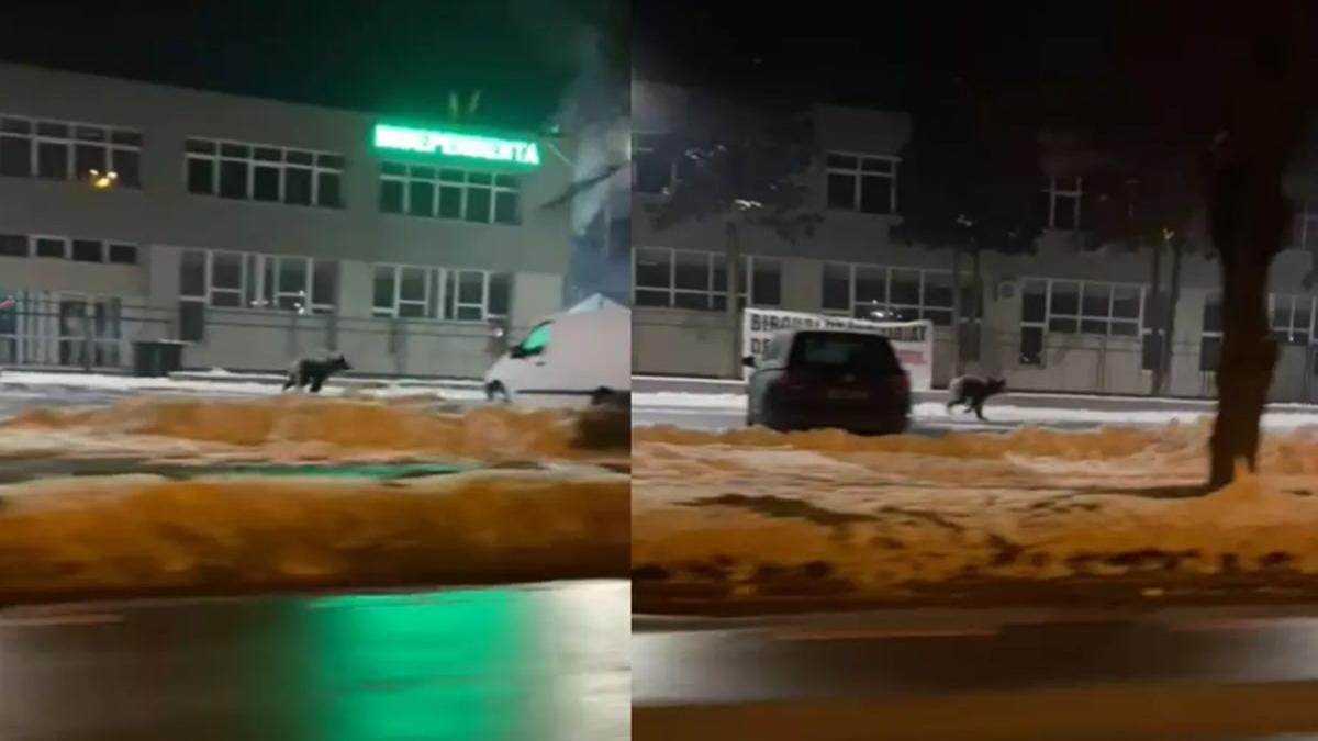 panica sibiu urs filmat alearga strazi ro alert