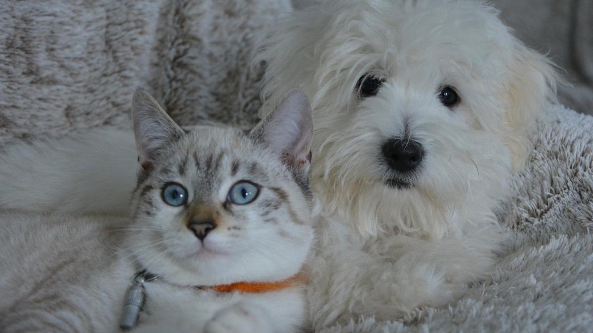 asociatiile de proprietari pot impune o taxa pe animalele de companie ce obligatii au proprietarii