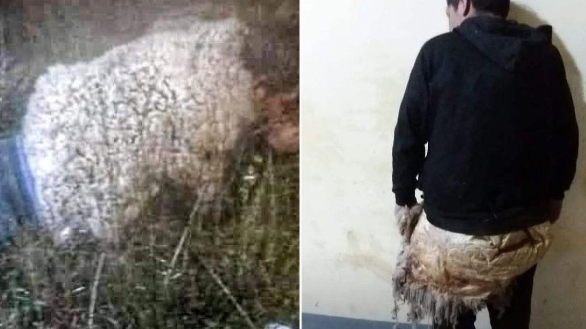 jose luis callisaya diaz detinut deghizat evadare oaie