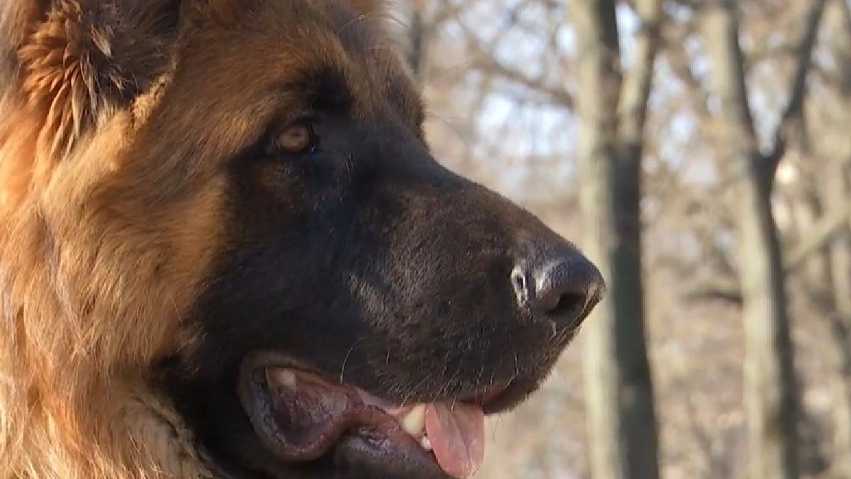 poveste caine incercat arate stapan tumora