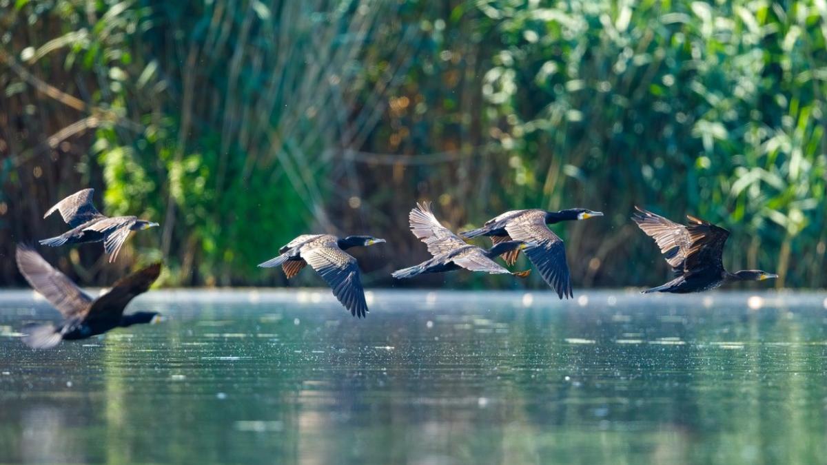 psd cere autoritati kiev oprire lucrari dragare canalul bastroe