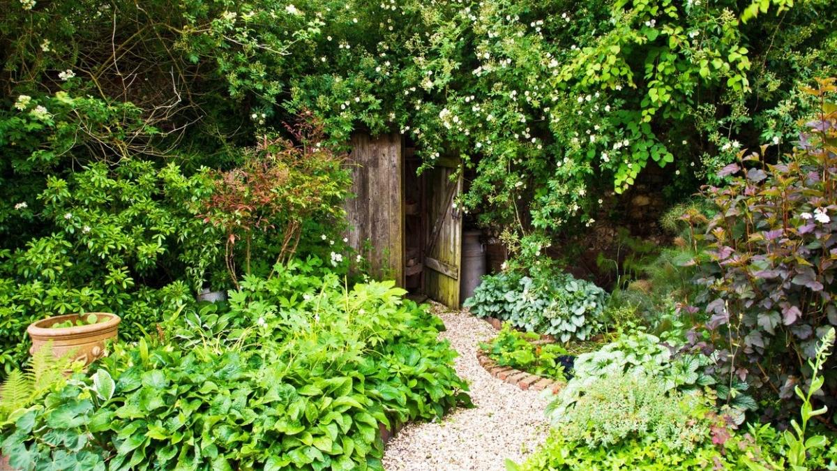 romani curte amenzi gradina