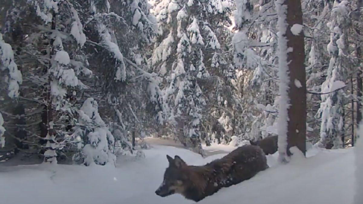 lupi zapada padure parcul natural apuseni