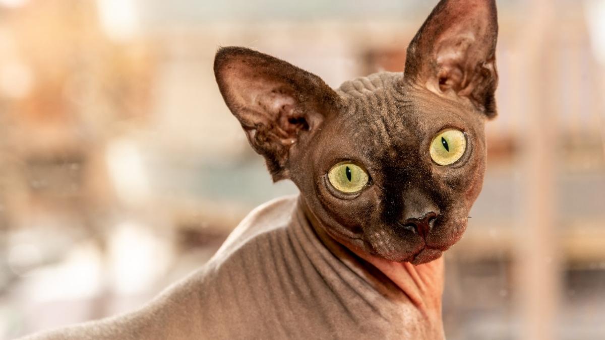 o pisica sfinx victima a unor gansteri maxicani a fost salvata si are nevoie de un nou camin