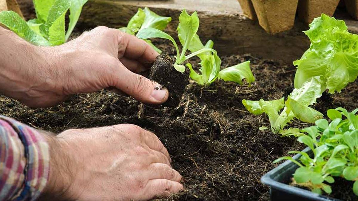 culturi mai sanatoase calitate solarii bine puse la punct