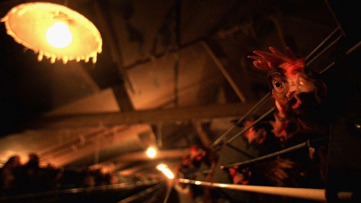 deces fetita gripa aviara cambodgia trasmitere animal om