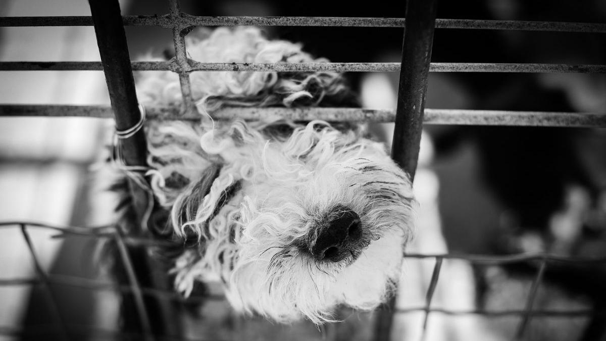 export caini pisici maramures hunedoara