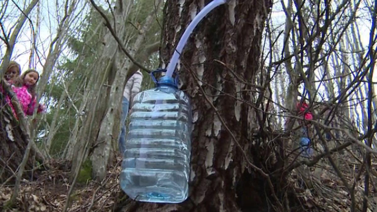 explicatie multi copaci intepati sticla atasata seva mesteacan