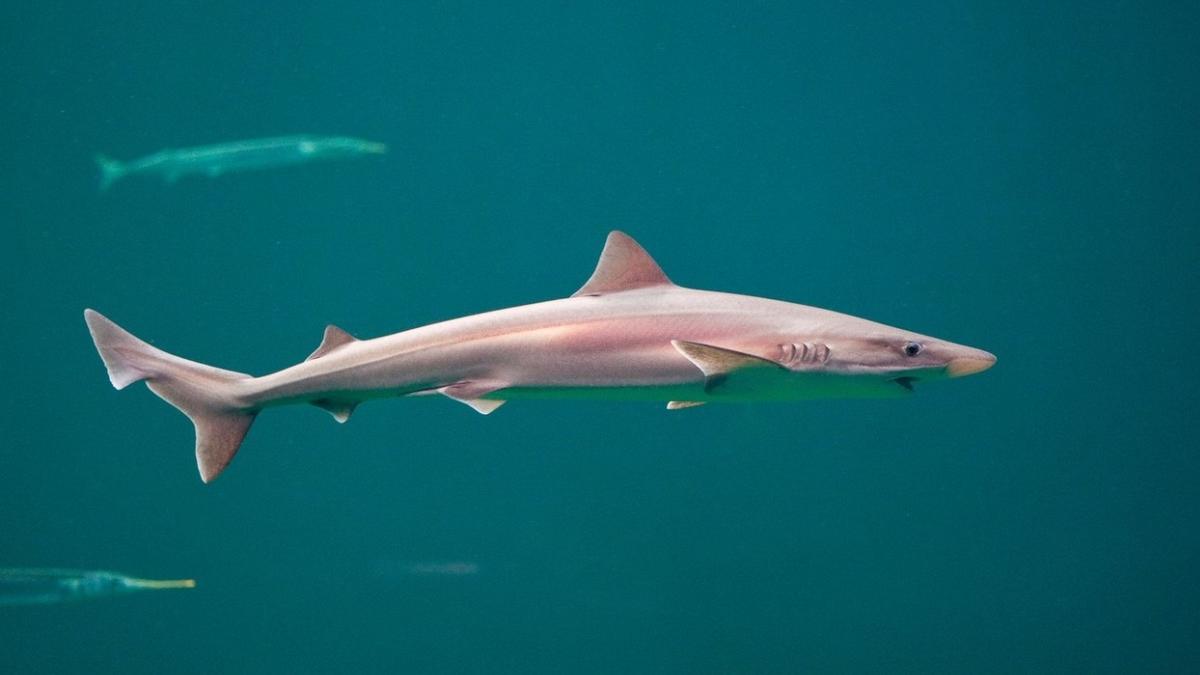 barbat dat disparut gasit stomac rechin argentina identificat tatuaj