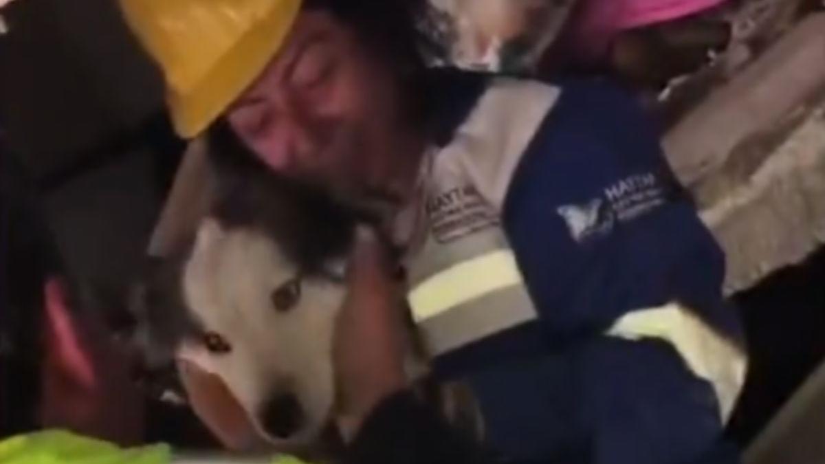 caine salvat cutremur turcia