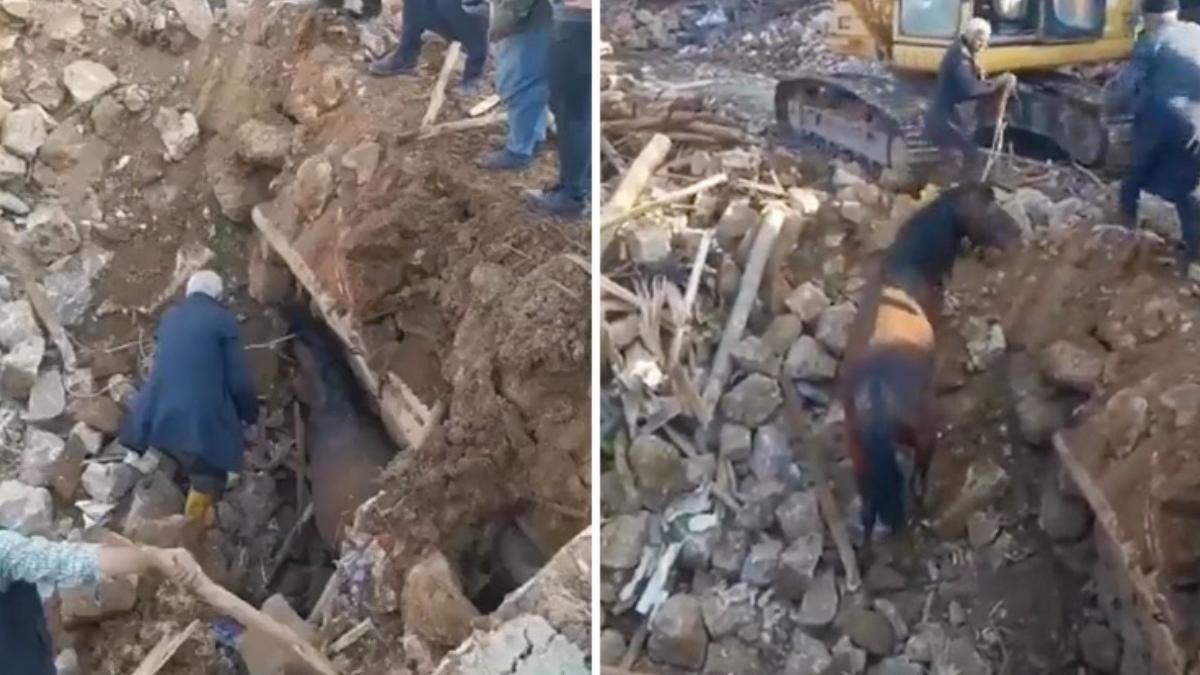 cal salvat suine cladire 21 zile cutremur turcia