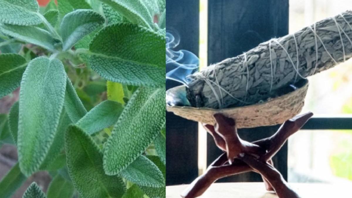 ardere salvie efecte benefice sanatate