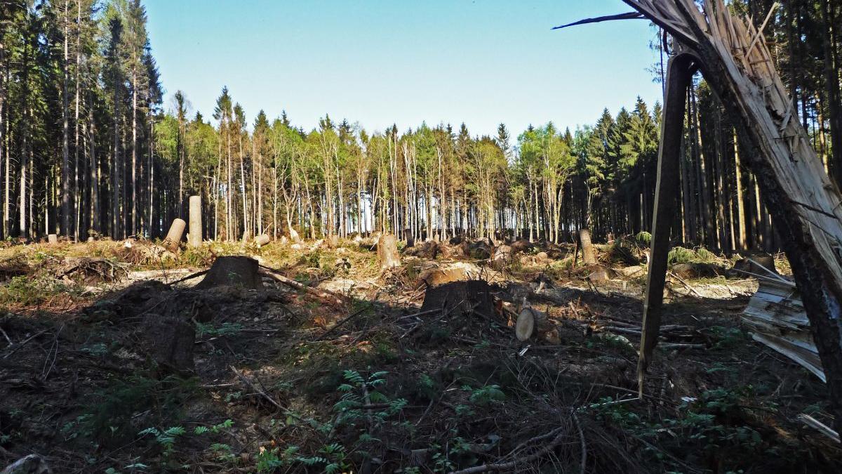 companii austriece acuzatii profit defrisari ilegale romania