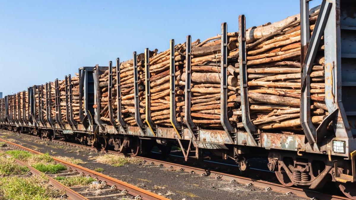 trenuri incarcate busteni vin in romania
