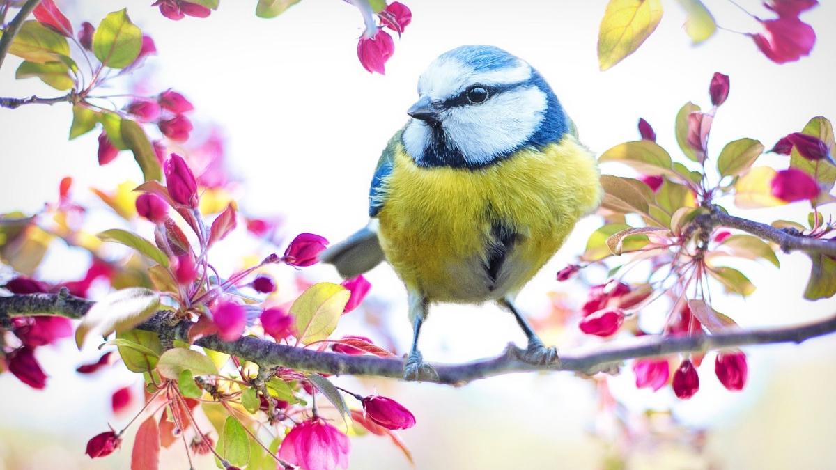 anm prognoza meteo vremea in romania primavara luna martie ploi lapovita ninsoare