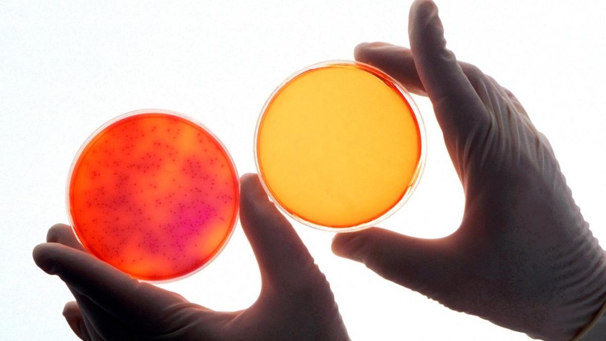 salmonella campylobacter nu raspund antibiotice