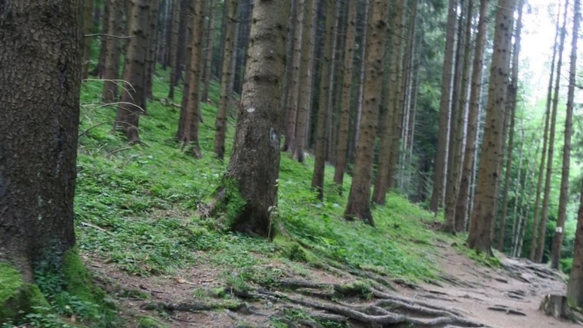 barbat dat disparut frate gasit spanzurat padure prahova