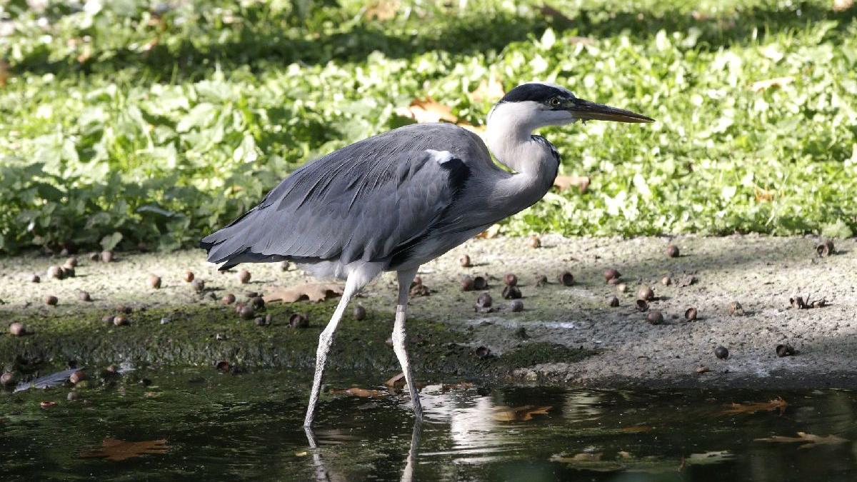 poveste inedita prietenie cocor salvator