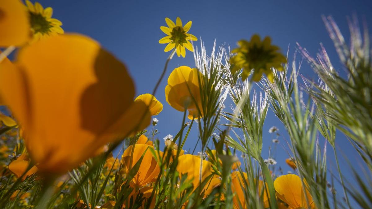temperaturi neobisnuite martie romania prognoza meteo