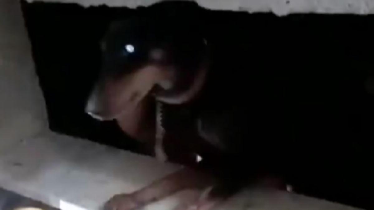 caine daramaturi cutremur hatay turcia