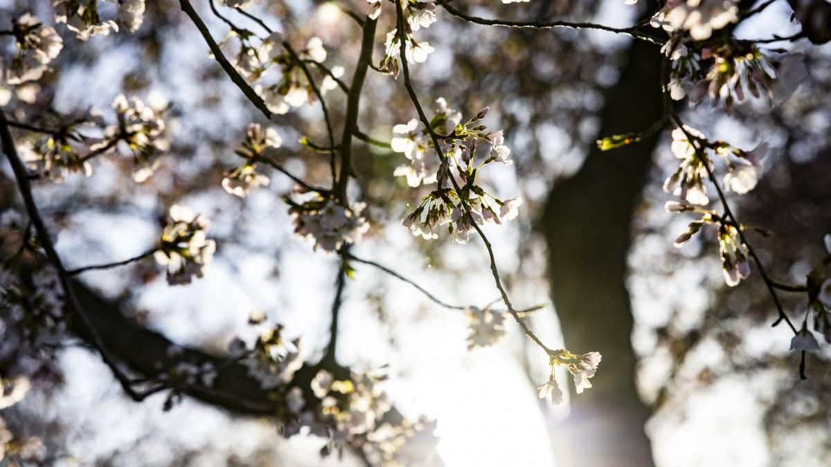 de ce se pun pietre in copac truc bunici